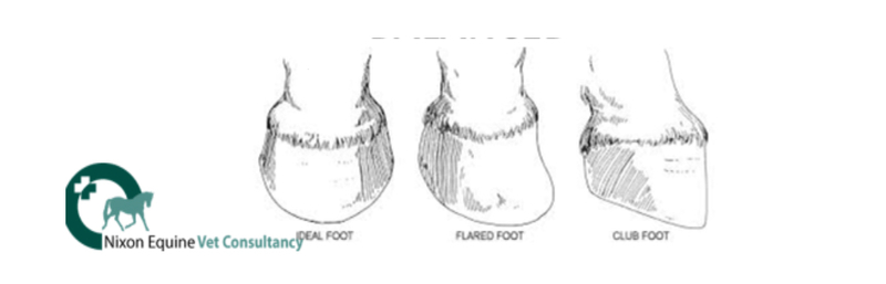 Foot Balance British Breeding